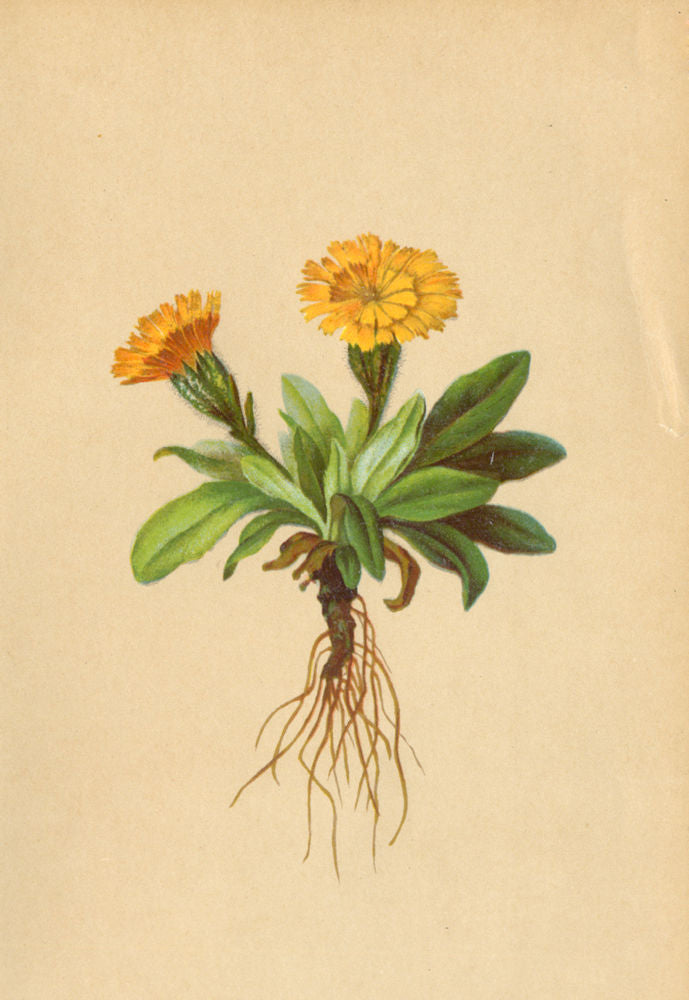 ALPENFLORA ALPINE FLOWERS. Crepis jubata Koch-Mühnenpipau 1897 old print